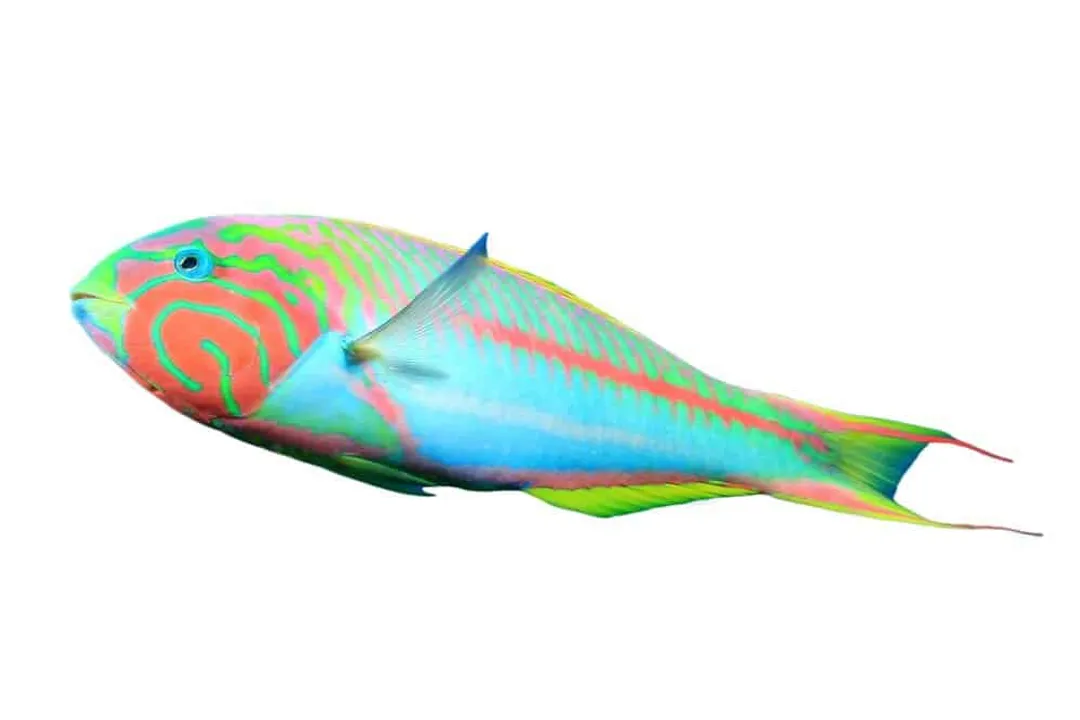 Wrasse Physical Characteristics, General Form
