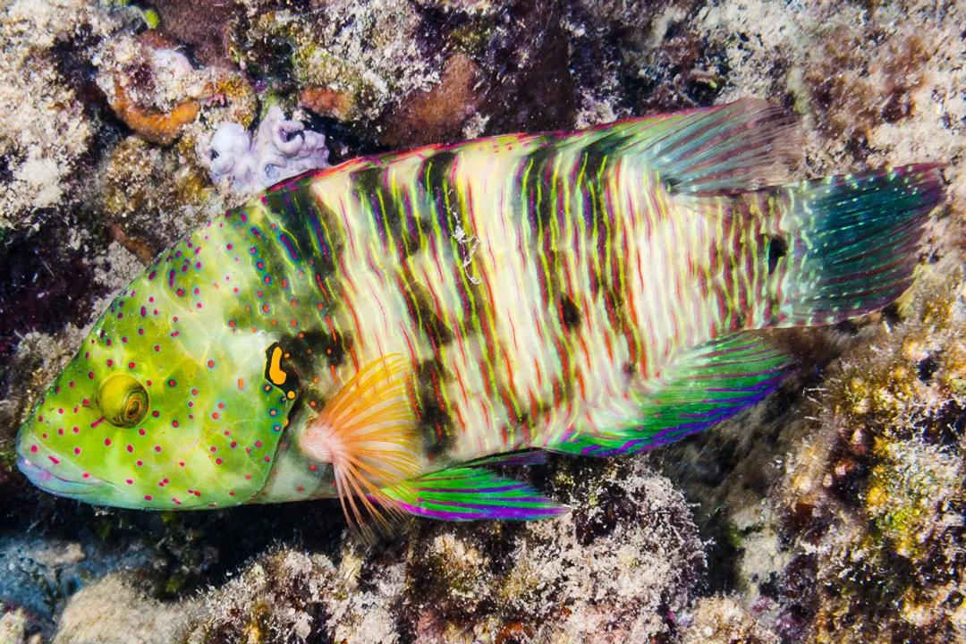 Wrasse Physical Characteristics, Coloration Diversity