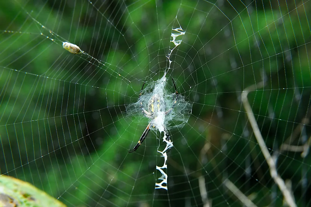 Writing Spider Diet, Prey Selection