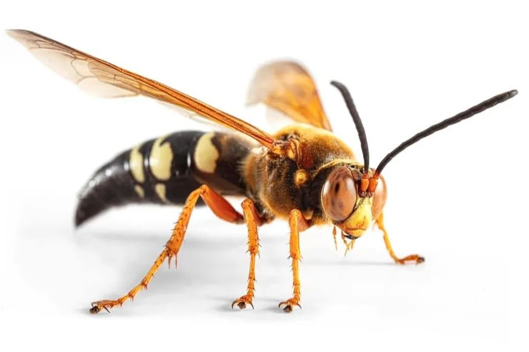 Writing Spider Evolution, Orb Weaver Lineage