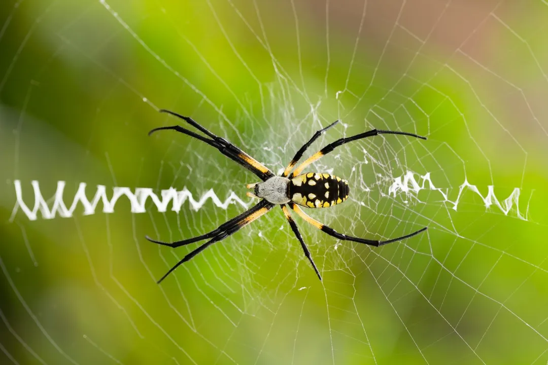 What term identifies the thick, white, zigzag pattern woven into the hub of the *Argiope aurantia* web?