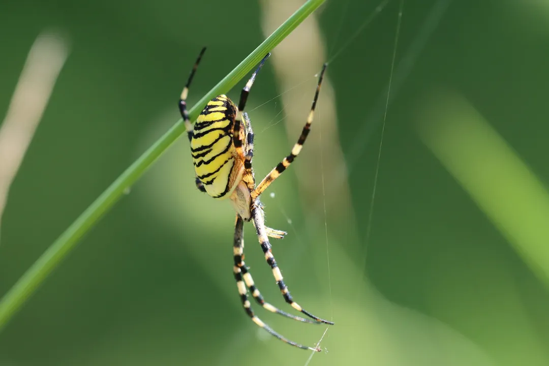 What is the most critical environmental factor dictating where an Argiope aurantia sets up its web?