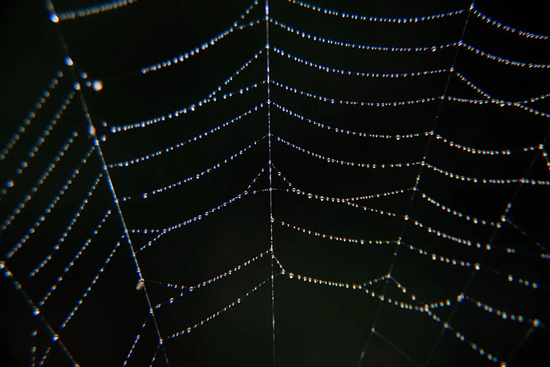 Writing Spider Scientific Classification, Animal Life