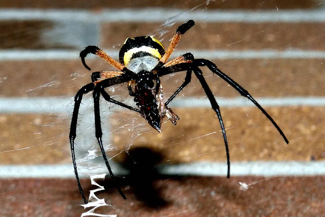 Writing Spider Scientific Classification, Orb Weavers