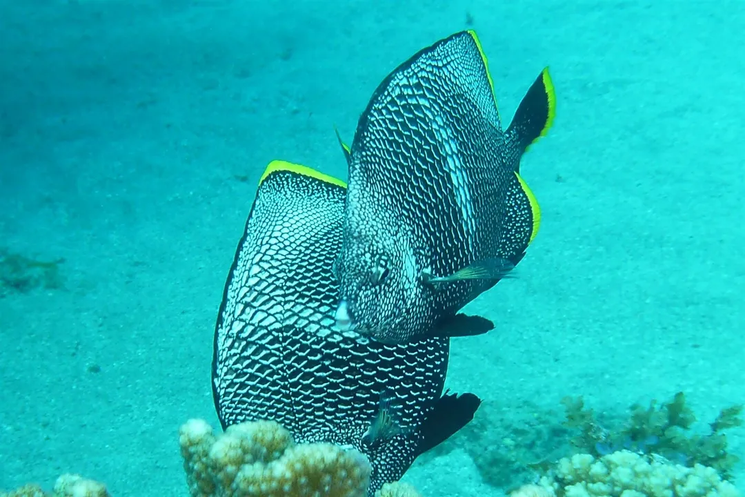 Wrought Iron Butterflyfish Diet