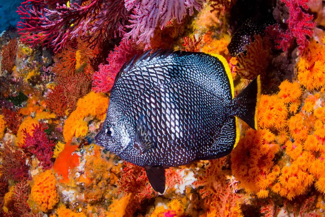 Wrought Iron Butterflyfish Evolution, Classification Details