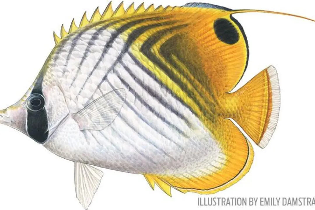 Wrought Iron Butterflyfish Facts