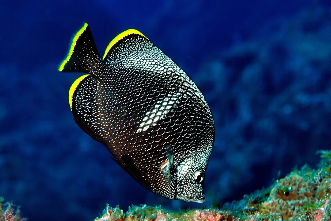 Wrought Iron Butterflyfish Facts, Range Distribution