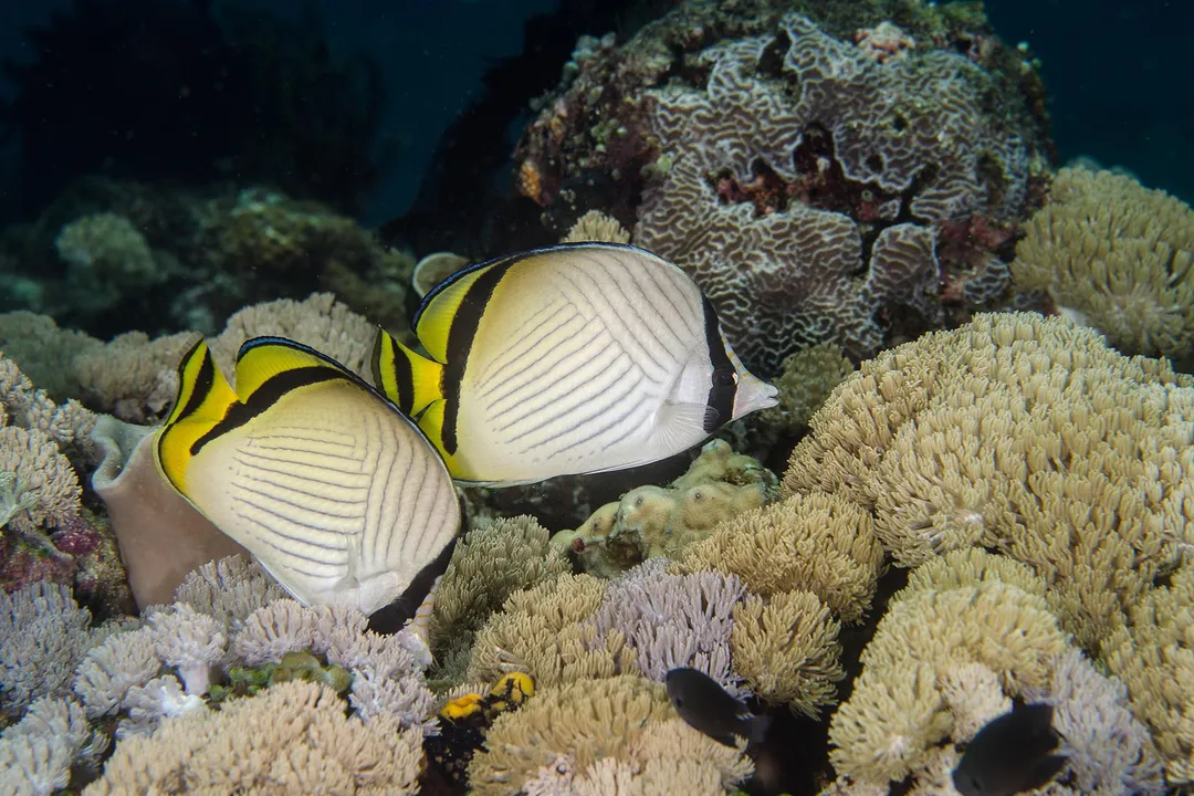 Wrought Iron Butterflyfish Facts, Habitat Niche