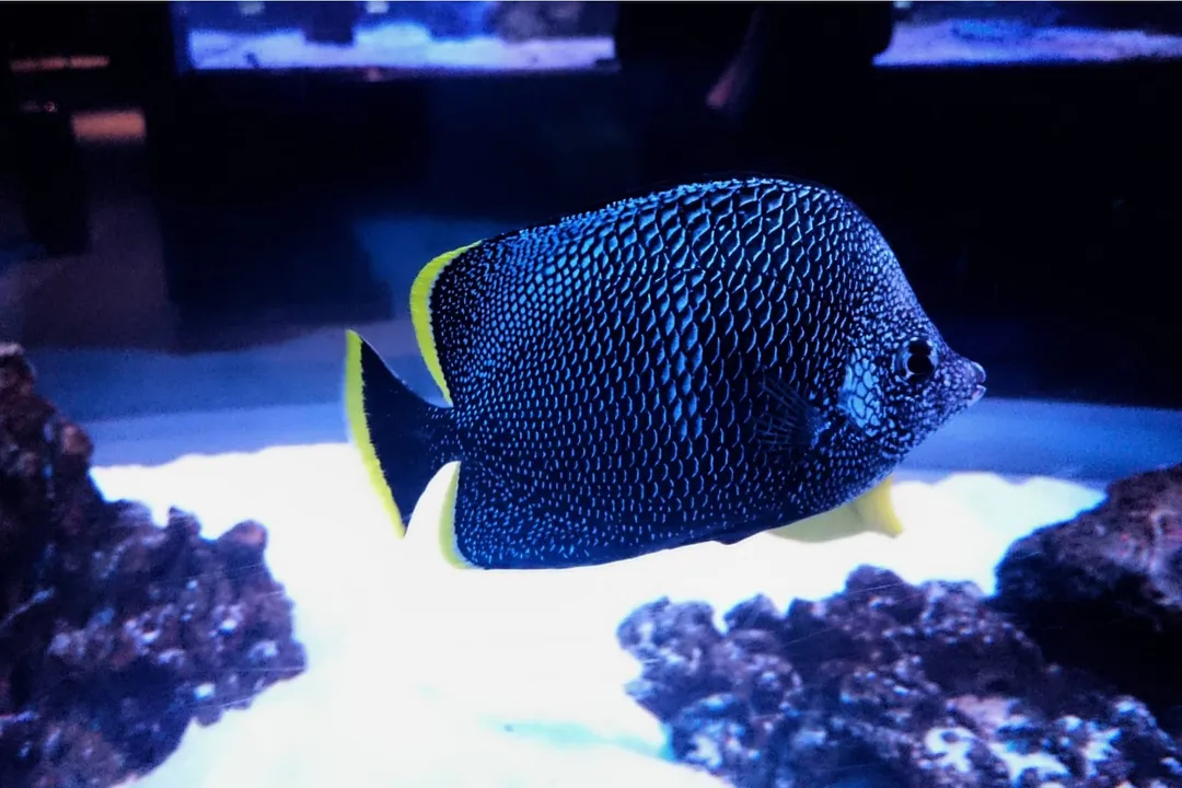 Wrought Iron Butterflyfish Locations