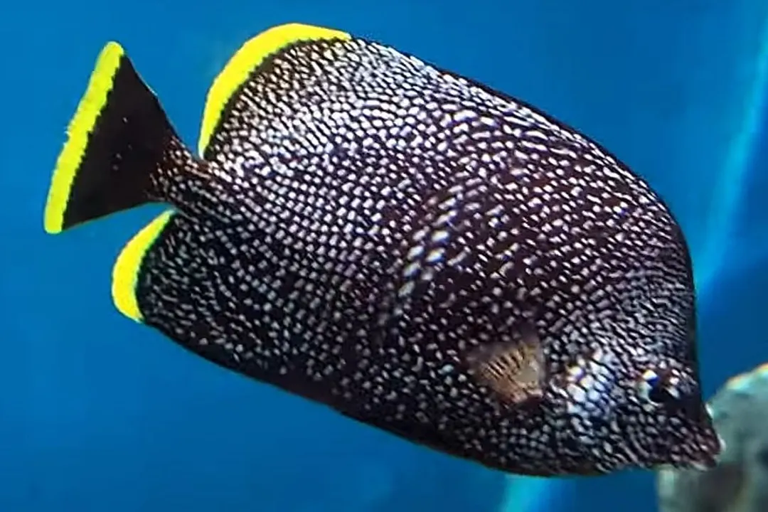 Wrought Iron Butterflyfish Physical Characteristics, Dark Coloring