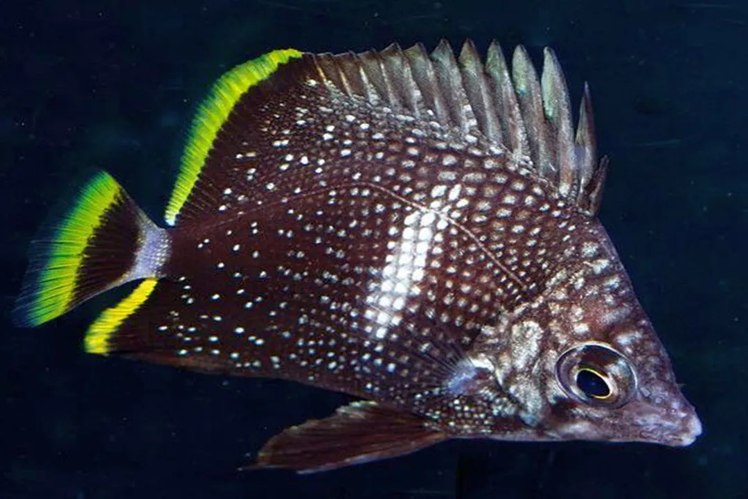 Wrought Iron Butterflyfish Physical Characteristics, Fin Structure