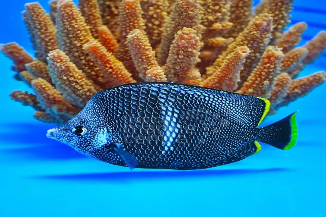 Wrought Iron Butterflyfish Physical Characteristics, Body Form