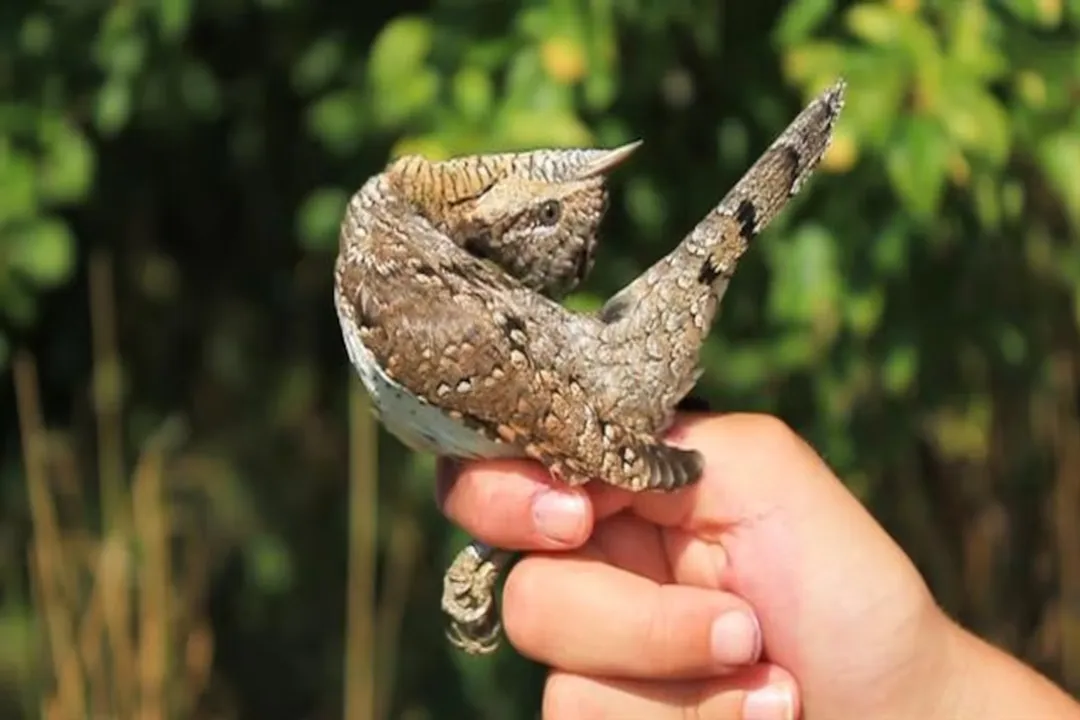 Wryneck Evolution, Picidae Kinship