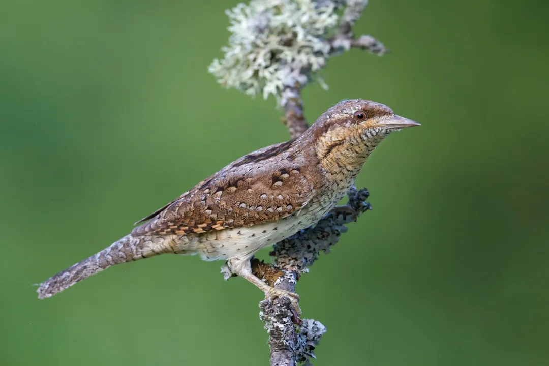 Wryneck Evolution, Defense Mimicry