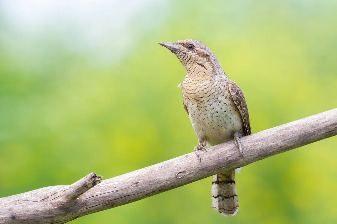 Wryneck Evolution, Form Follows Function