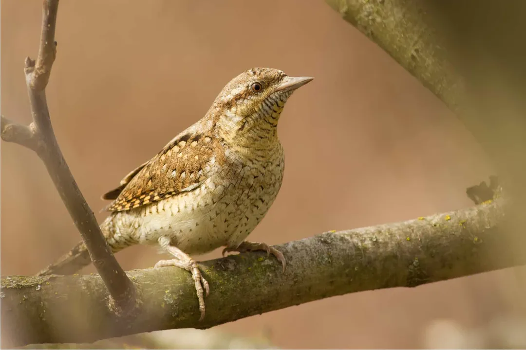 Wryneck Facts, Diet and Foraging