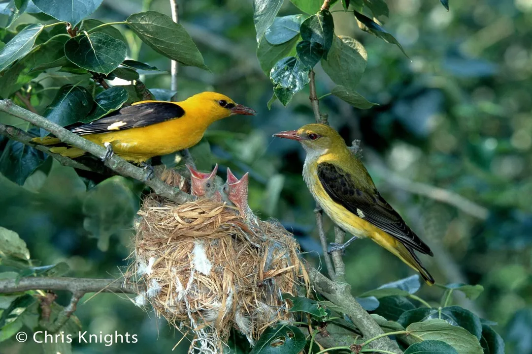 Wryneck Facts, Nesting Habits