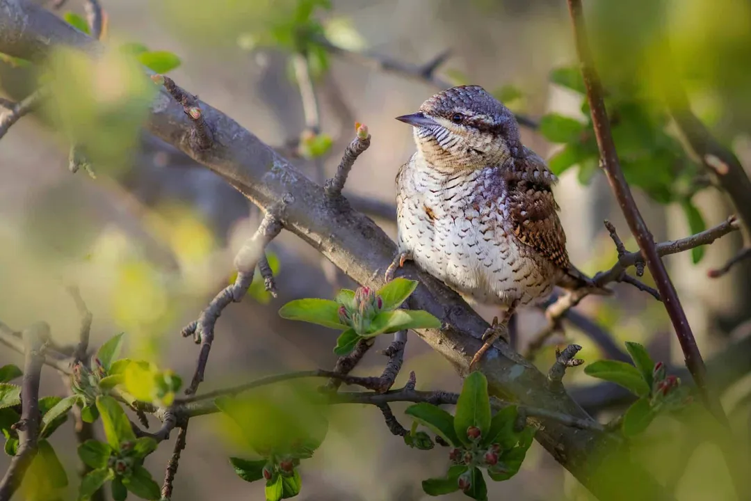 Wryneck Locations, Winter Quarters