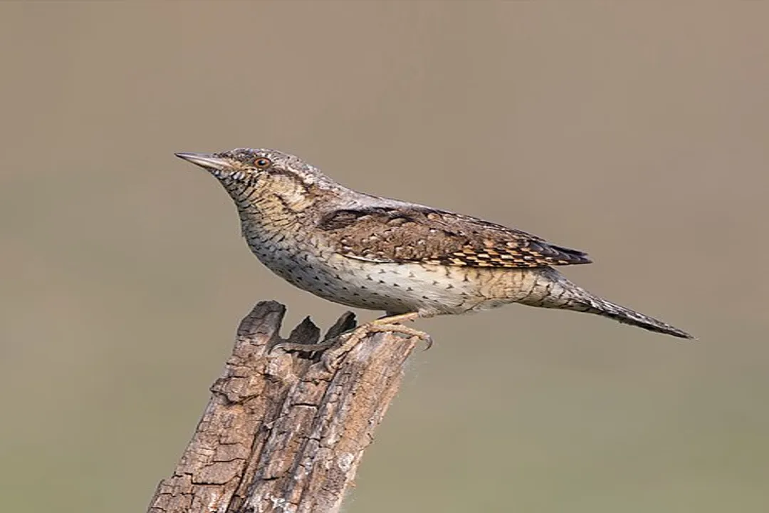 Wryneck Physical Characteristics, Posture Observation