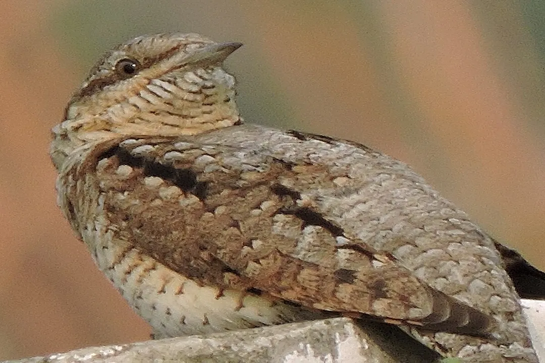 Wryneck Physical Characteristics