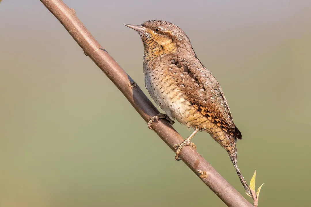 Wryneck Physical Characteristics, Tissue Origins