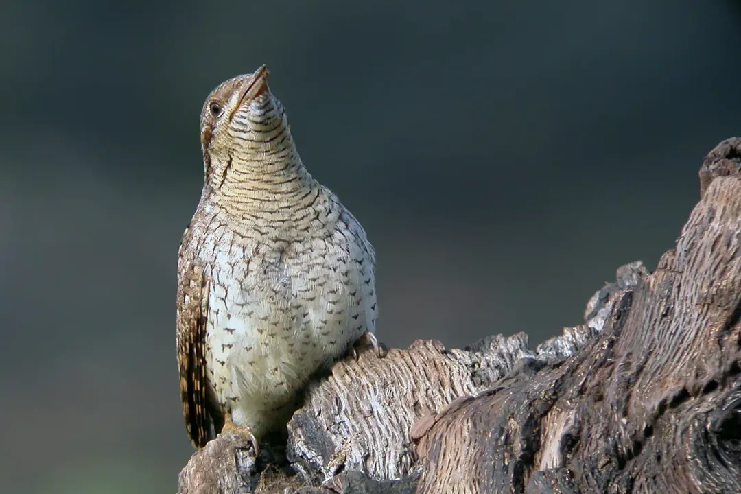 Wryneck Scientific Classification, Broad Groupings