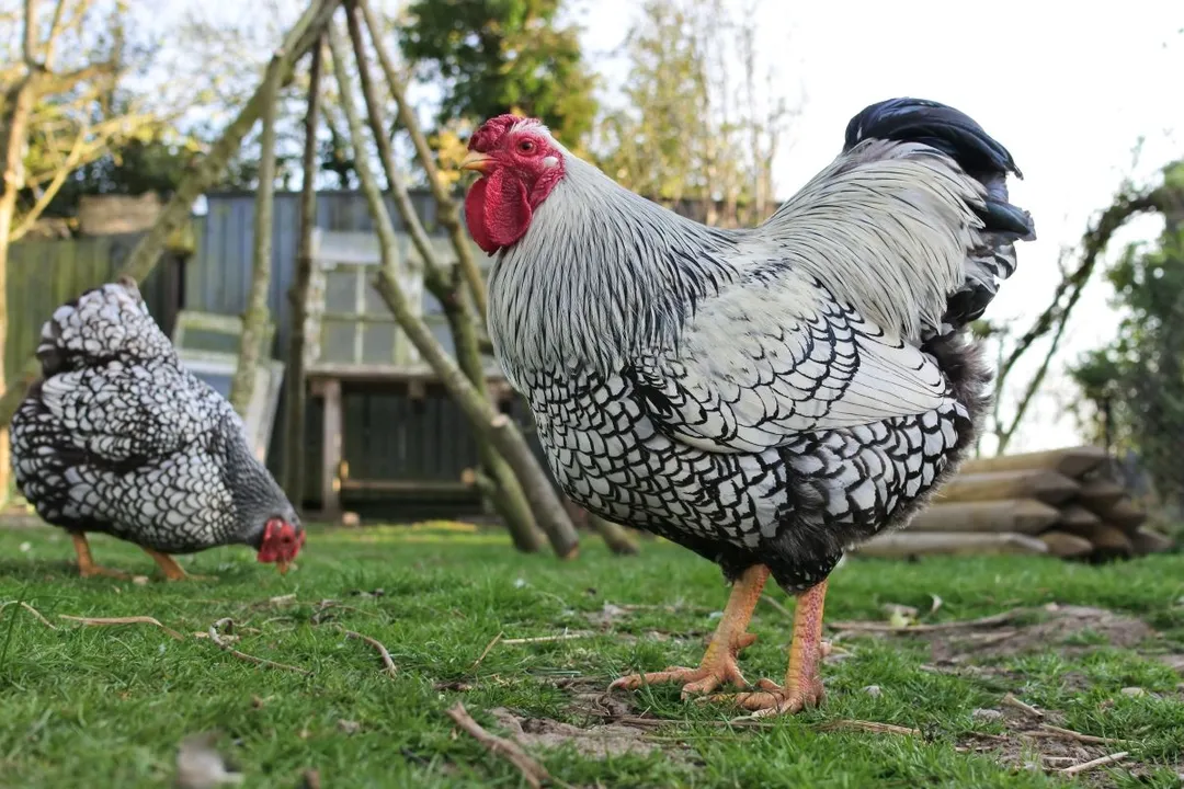 Wyandotte Chicken Diet, Age Transition