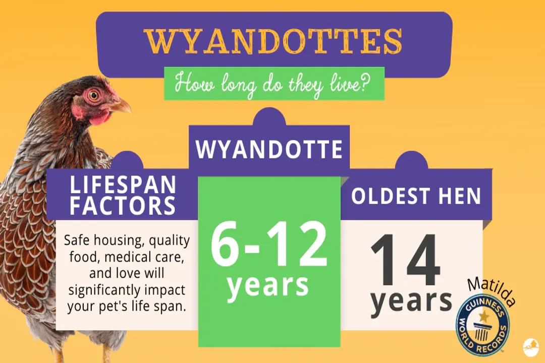 Wyandotte Chicken Evolution, Breed Genesis