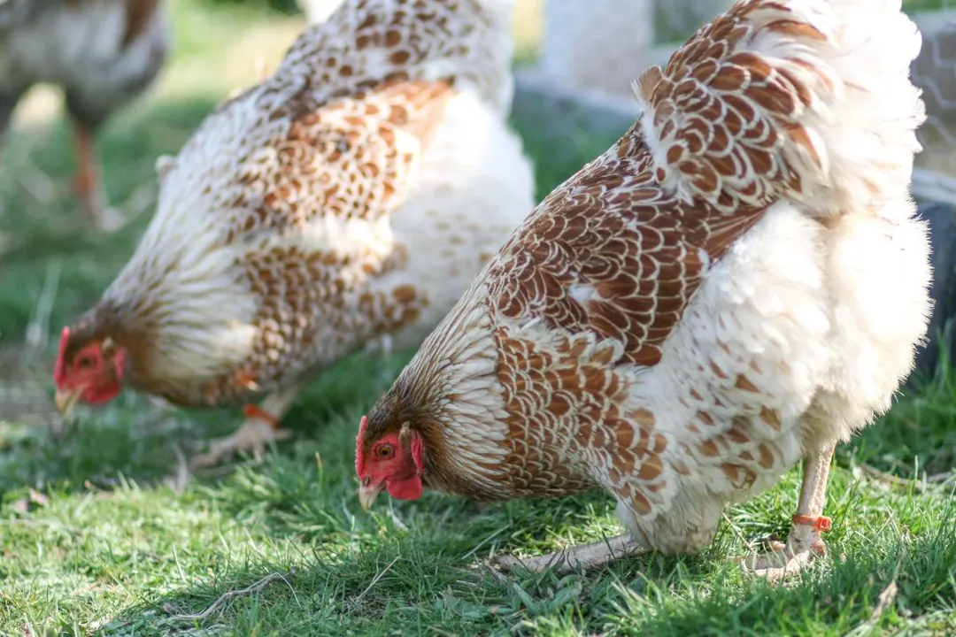 Wyandotte Chicken Evolution, Standardization and Recognition