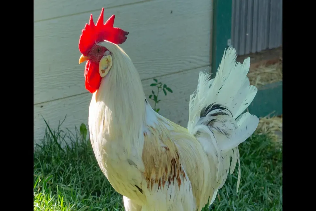 Which wild species is considered the main ancestor of the Wyandotte?