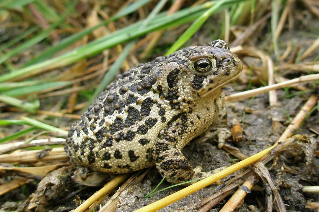 Wyoming Toad Evolution, Identity and Form