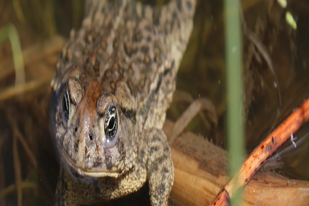 Wyoming Toad Physical Characteristics, Texture Variability