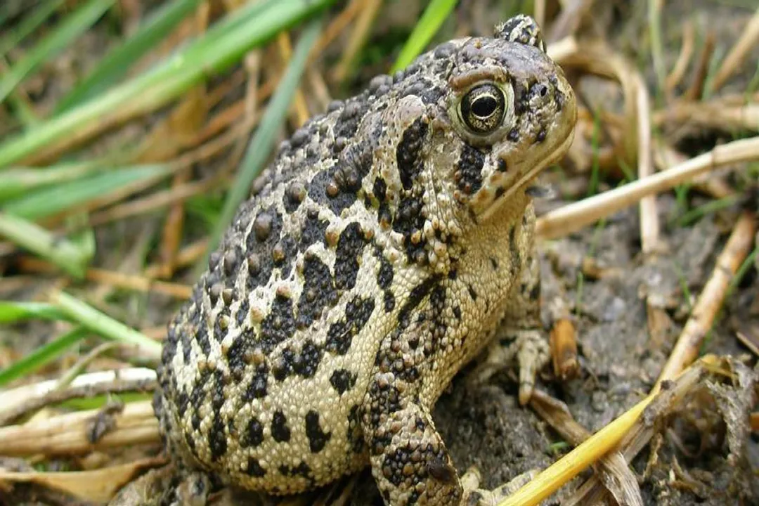 Wyoming Toad Physical Characteristics, Body Dimensions