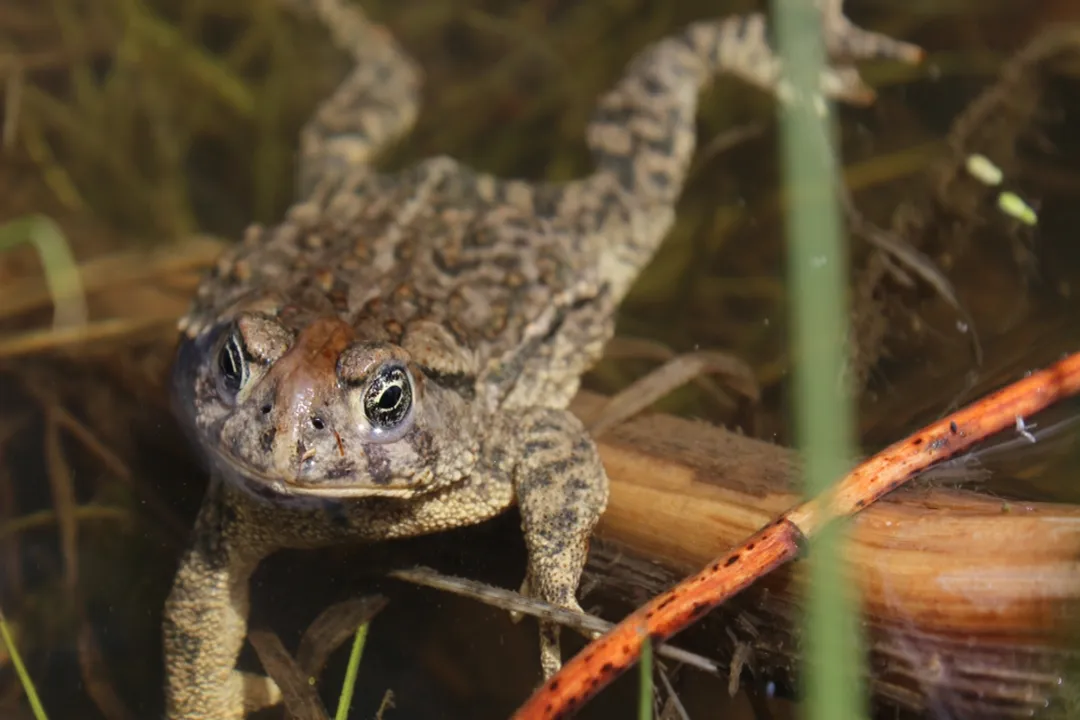 Wyoming Toad Physical Characteristics, Color Markings