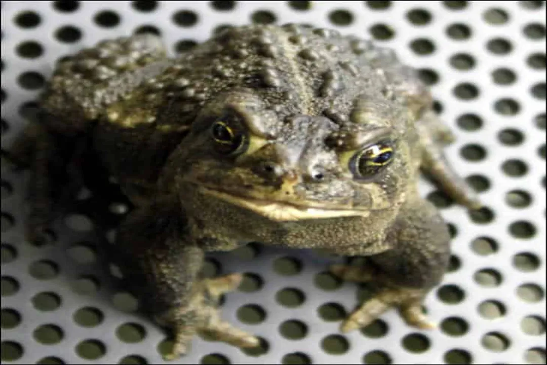 Wyoming Toad Physical Characteristics, Crest Distinctions