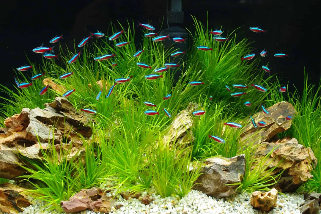 X-Ray Tetra Diet, Feeding Rhythm