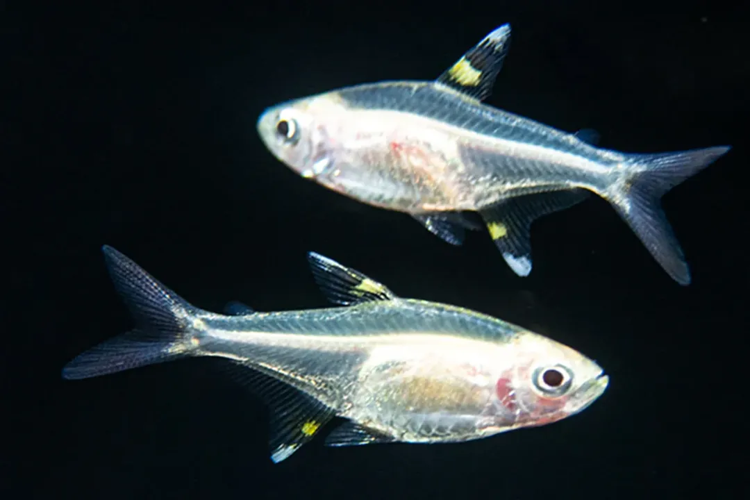 X-Ray Tetra Diet, Flake Foundation