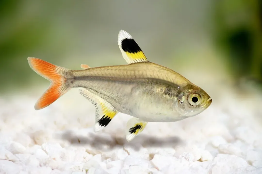 X-Ray Tetra Evolution, Classification and Lineage