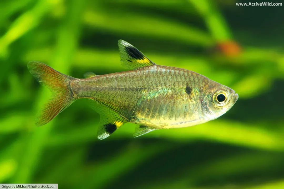 X-Ray Tetra Facts, Striking Anatomy