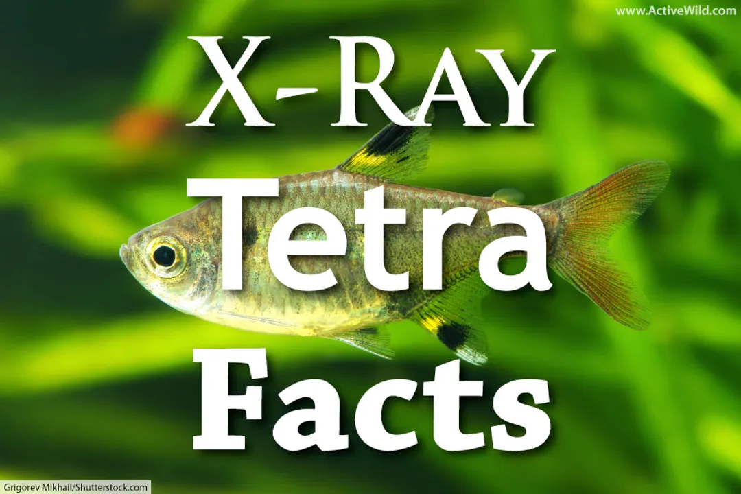 What physical trait defines the X-Ray Tetra, Pristella maxillaris, in the aquarium hobby?
