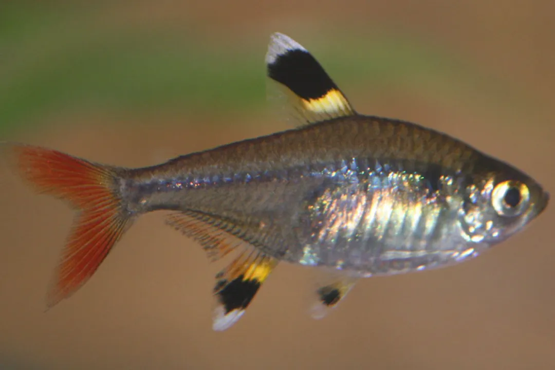 X-Ray Tetra Facts, Native Range
