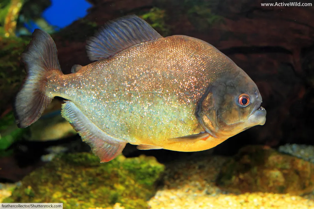 X-Ray Tetra Facts, Aquarium Needs