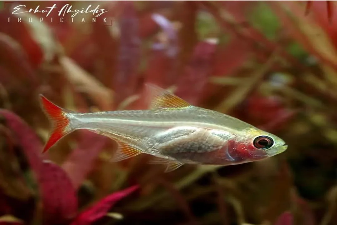 X-Ray Tetra Physical Characteristics, Body Form