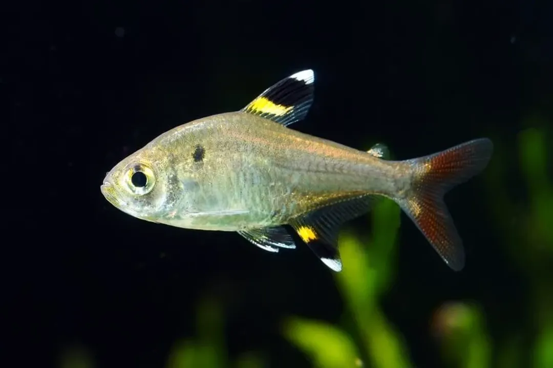 X-Ray Tetra Physical Characteristics, Pigmentation Scheme