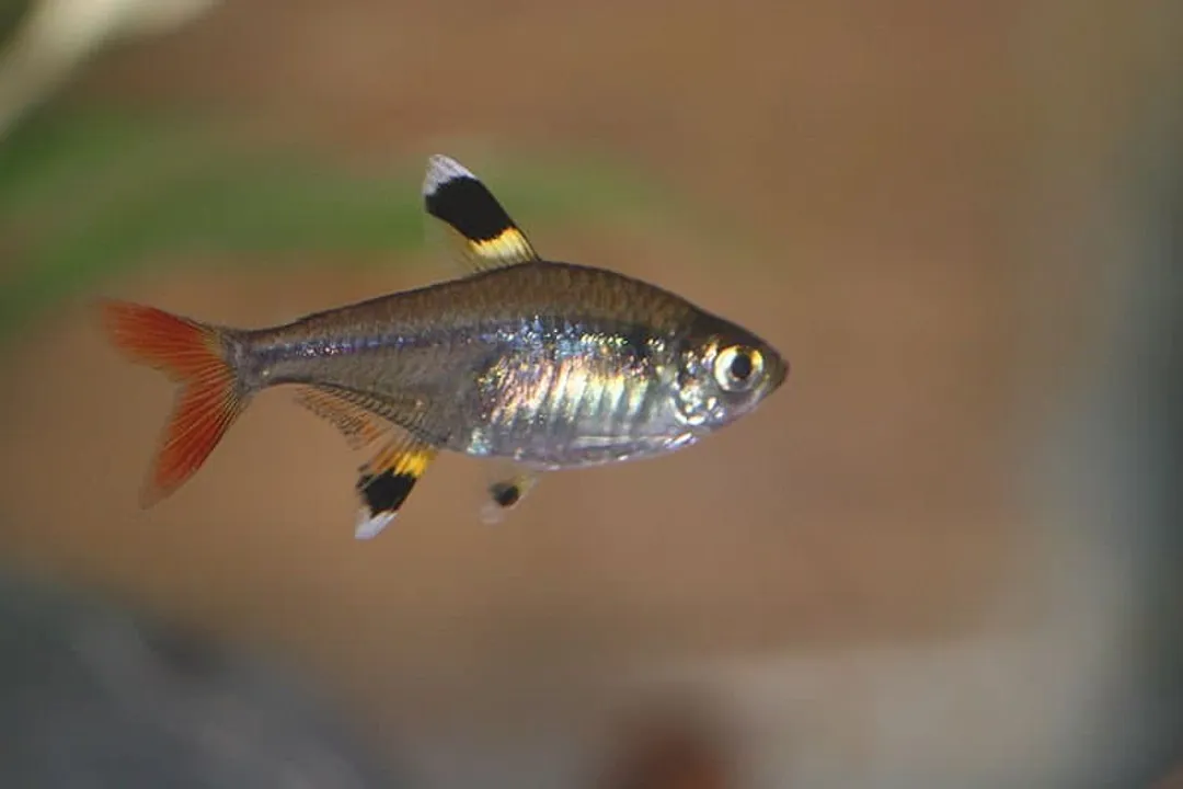 X-Ray Tetra Physical Characteristics