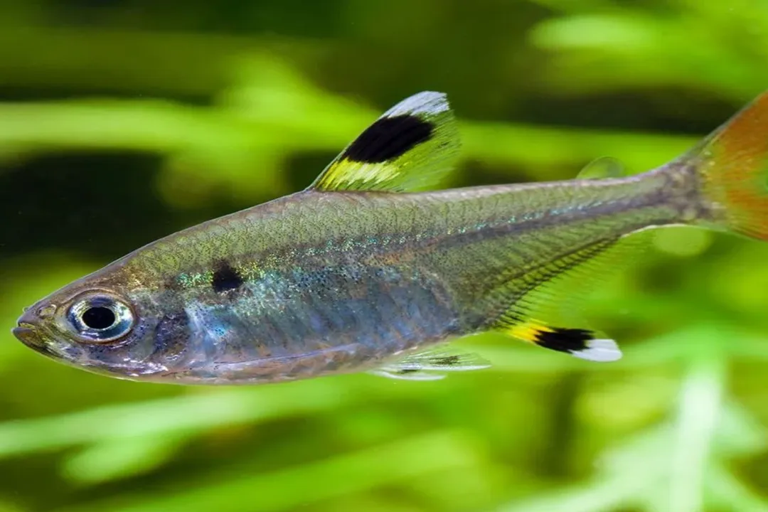 X-Ray Tetra Scientific Classification, Broad Groupings