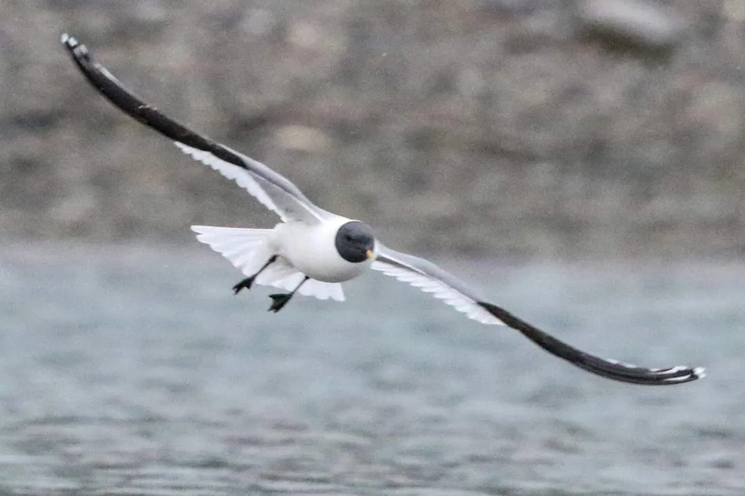 Xeme (Sabine’s Gull) Diet, Foraging Techniques