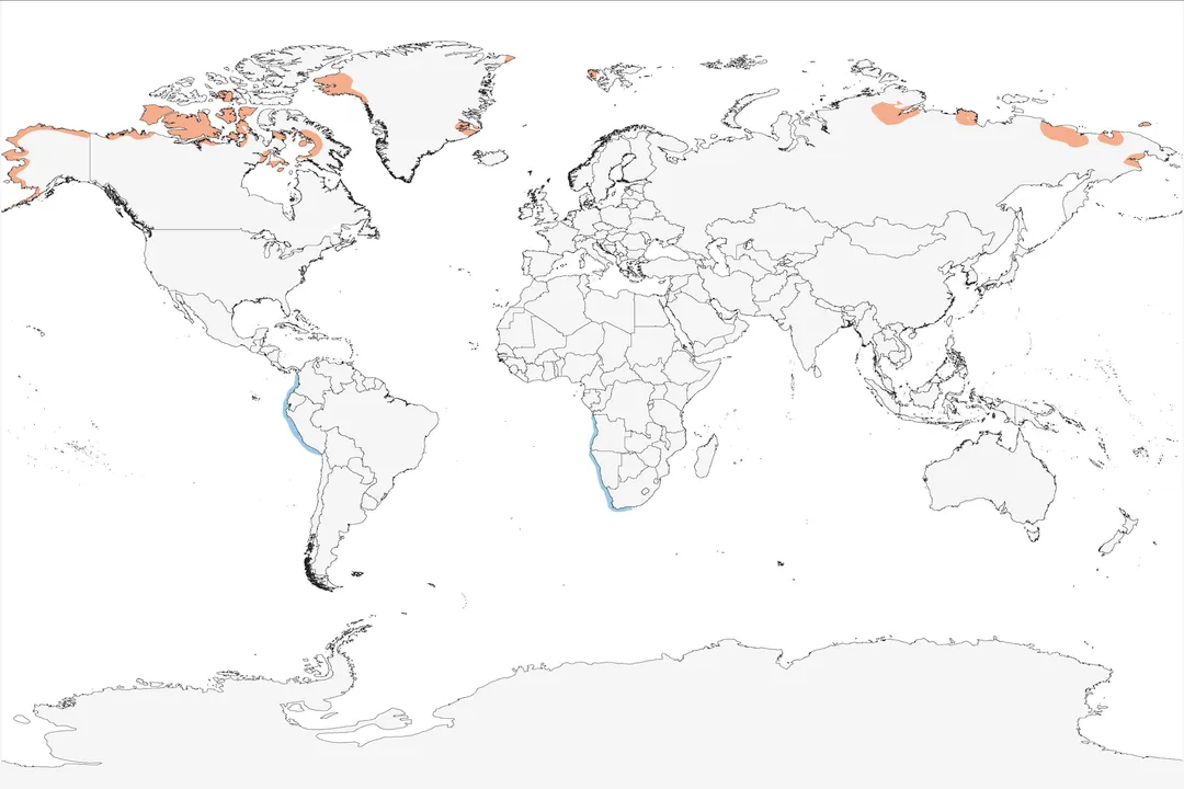 Xeme (Sabine’s Gull) Locations, Arctic Tundra