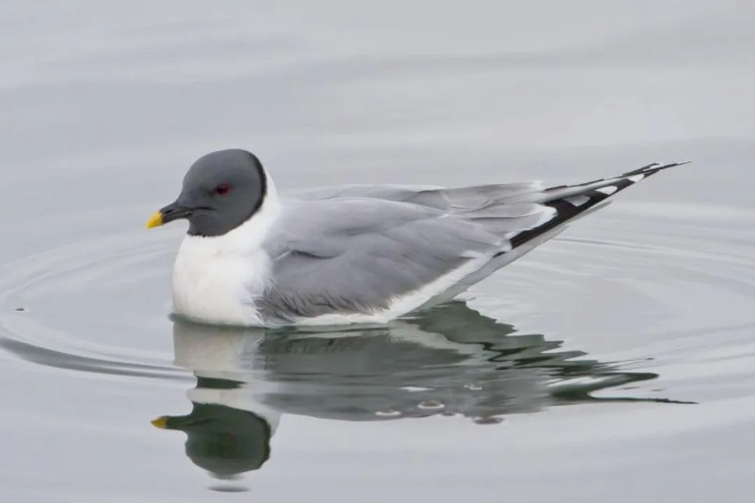 Xeme (Sabine’s Gull) Physical Characteristics, Size Structure